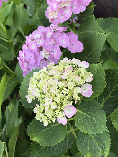 画像 -20250612-052936-a8512c5b